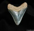 Beautiful Inch Bone Valley Megalodon Tooth #133-1